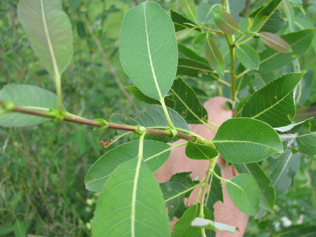 Image of genus Salix specimen.