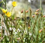 Saxifraga hirculus