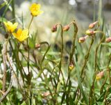 Saxifraga hirculus