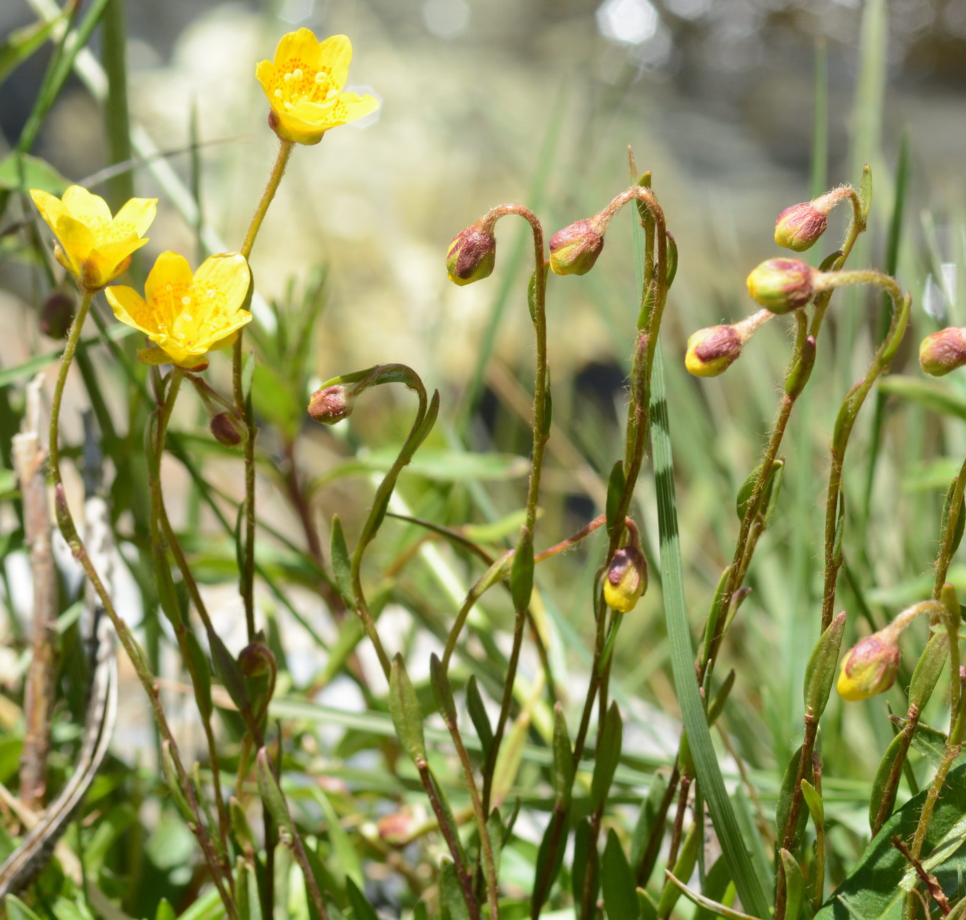 Изображение особи Saxifraga hirculus.