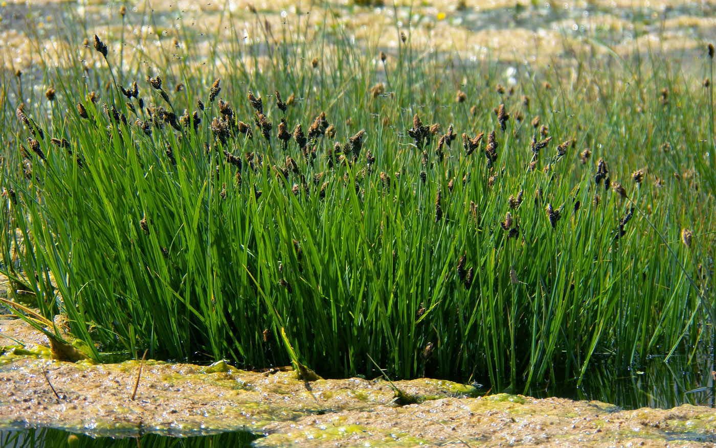 Image of genus Carex specimen.