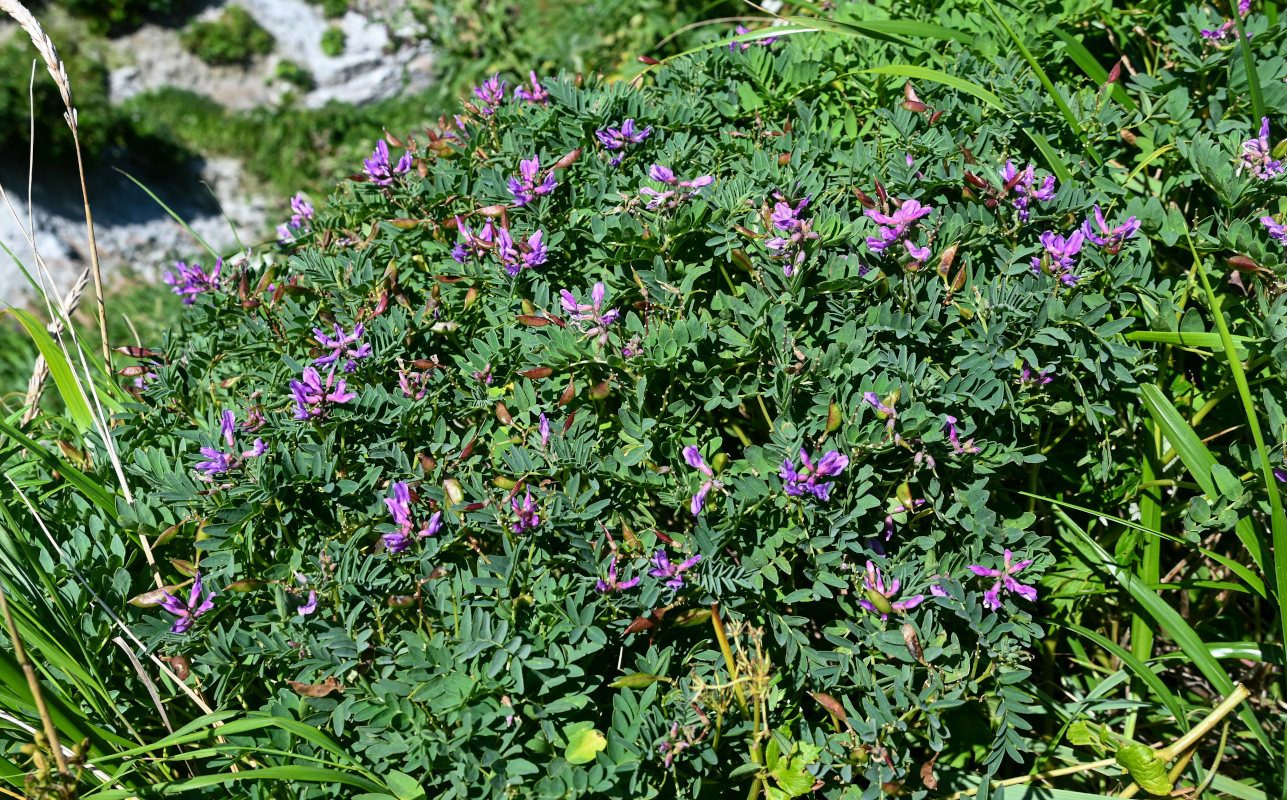 Изображение особи Astragalus japonicus.