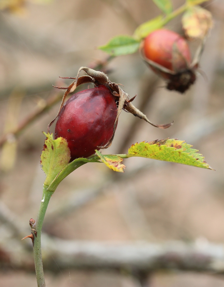 Image of Rosa subcanina specimen.