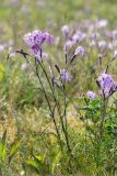 Dianthus superbus