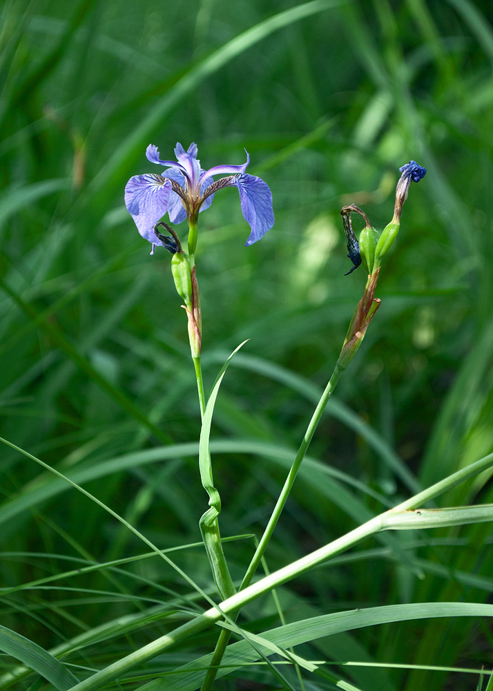 Изображение особи Iris setosa.