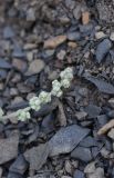 Chenopodium sosnowskyi