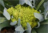 Brassica variety botrytis