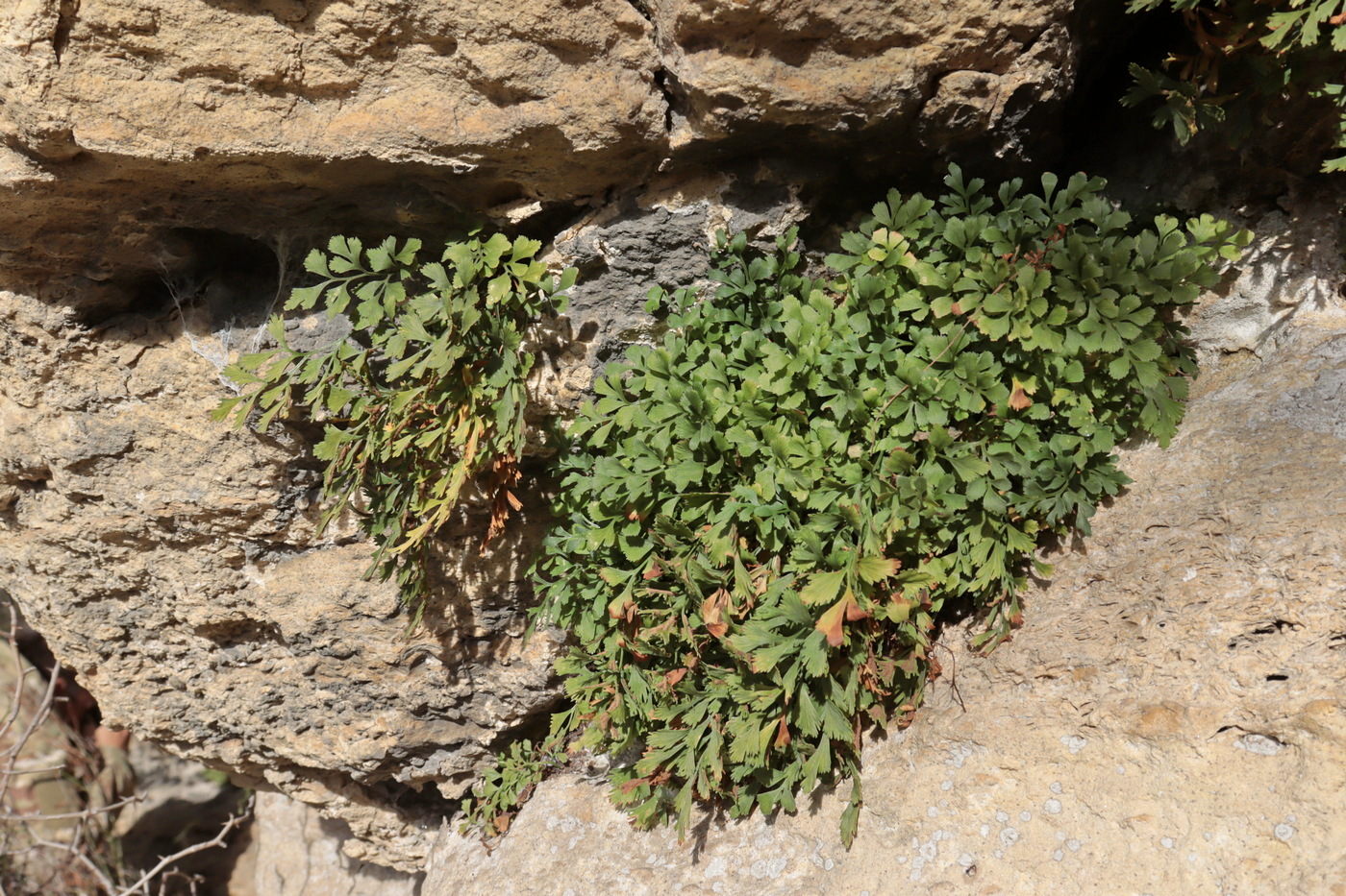 Image of Asplenium ruta-muraria specimen.