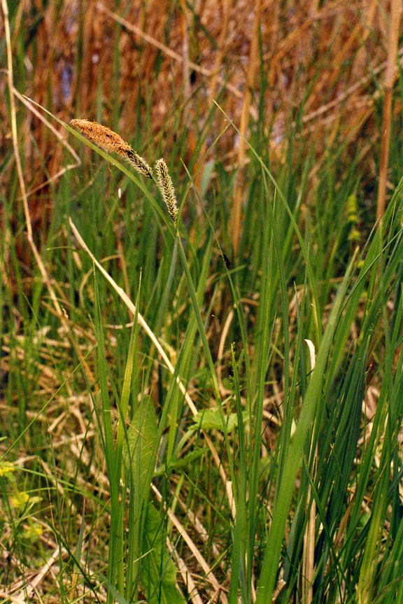 Изображение особи Carex acuta.