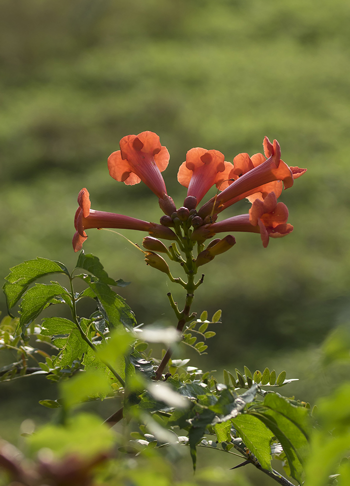 Image of Campsis radicans specimen.