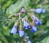 Symphytum caucasicum. Соцветие. Московская обл., ГО Подольск, мкр-н Климовск, берег пруда. 08.06.2023.