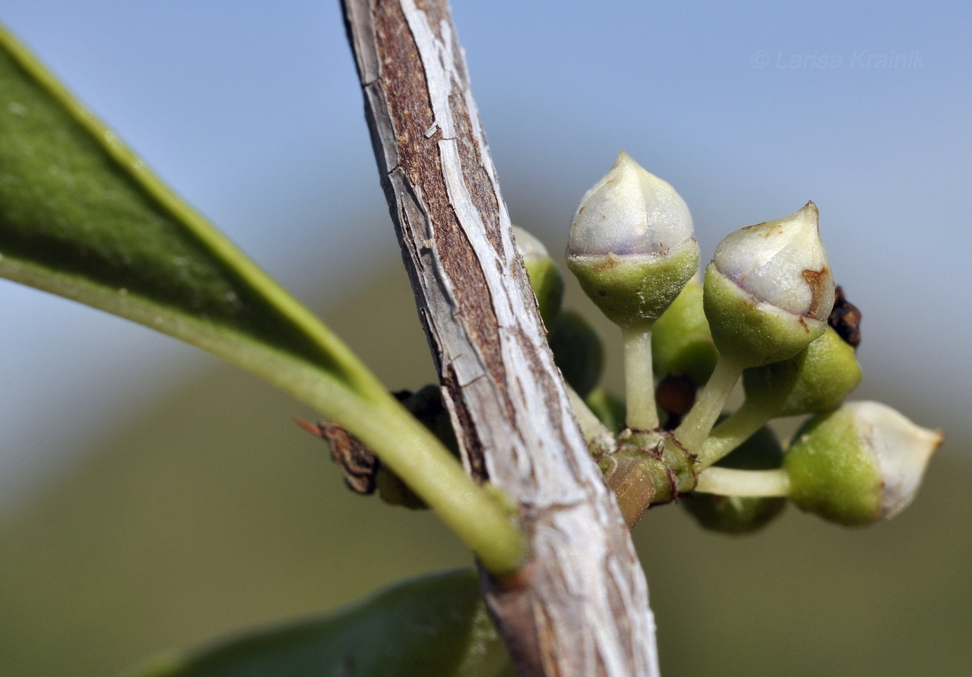 Image of genus Eucalyptus specimen.