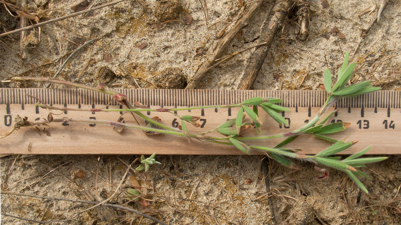 Image of Trifolium arvense specimen.