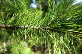 Pinus sylvestris. Ветка с характерным количеством хвоинок (по 2 в пучке). Бурятия, Иволгинский р-н, 427-й км трассы Р-258 \"Байкал\", у кафе, самосев(?). 22.05.2023.