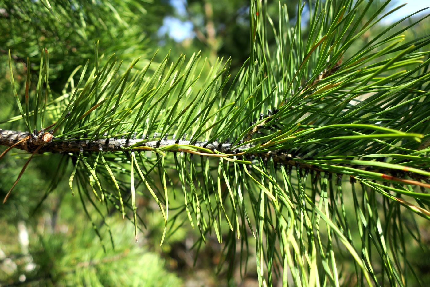 Изображение особи Pinus sylvestris.