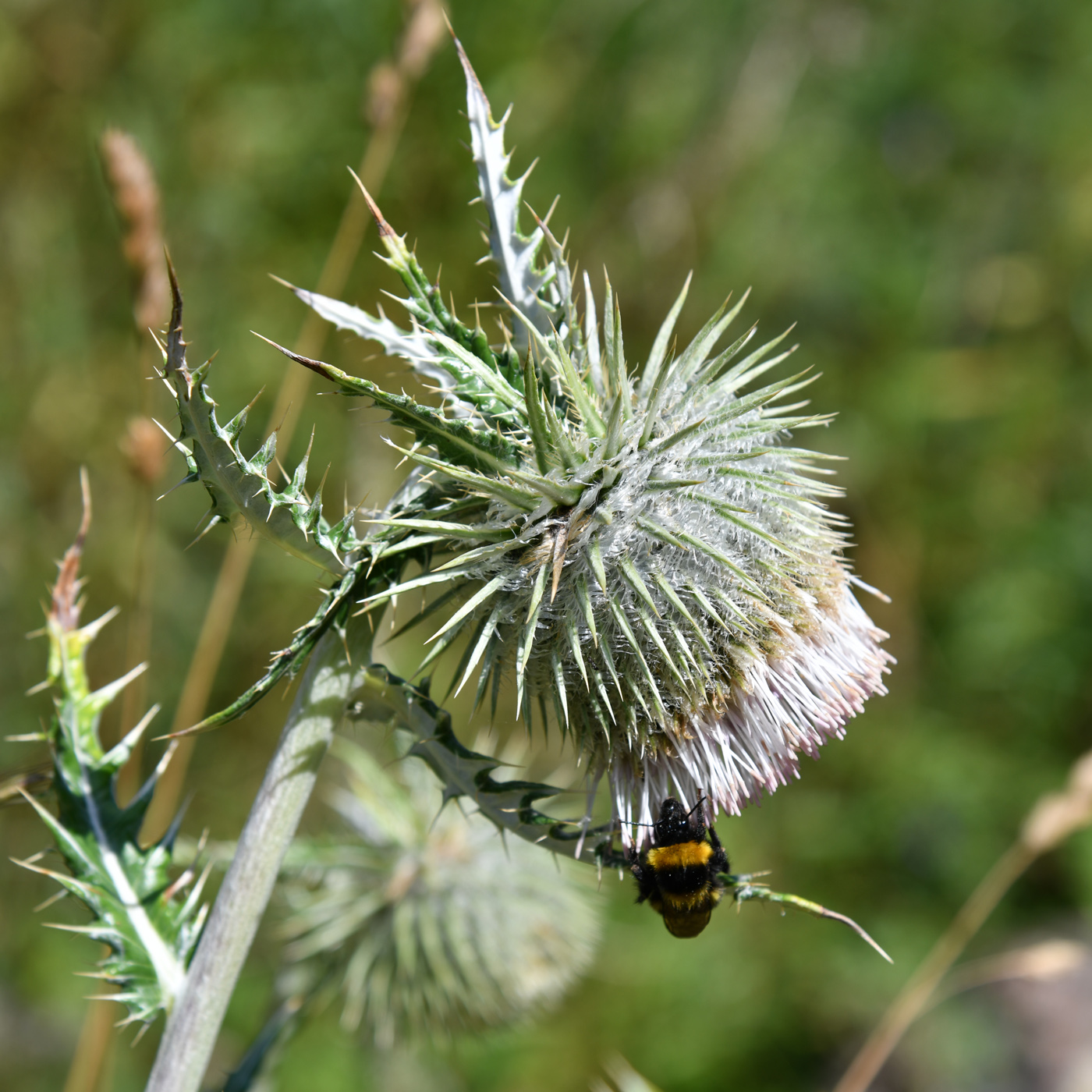 Image of Alfredia nivea specimen.