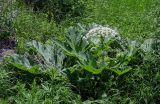 род Heracleum. Цветущее растение. Армения, обл. Лори, окр. с. Лори Берд, крепость Лори Берд, ≈ 1300 м н.у.м., луг. 24.06.2022.