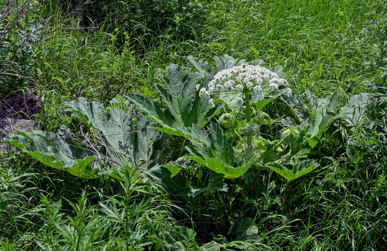 Image of genus Heracleum specimen.