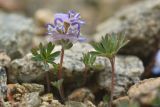 Corydalis alpestris. Цветущее растение. Карачаево-Черкесия, Карачаевский р-н, Большой Кавказ, левый борт долины реки Учкуланичи, южный склон перевала Бездельного, ≈ 3050 м н.у.м., осыпь. 02.08.2023.