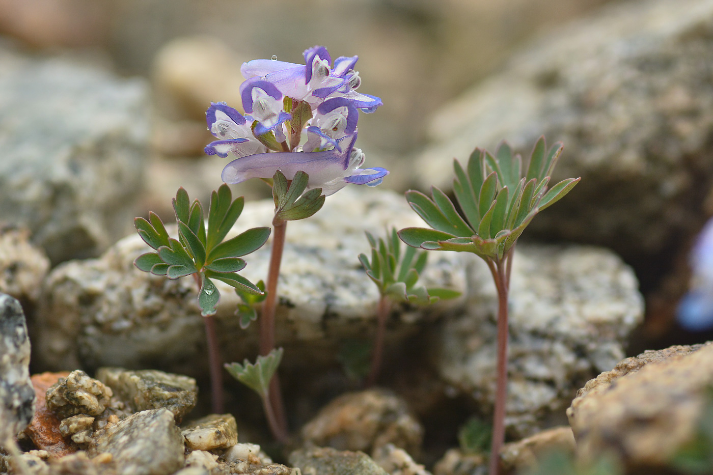 Изображение особи Corydalis alpestris.