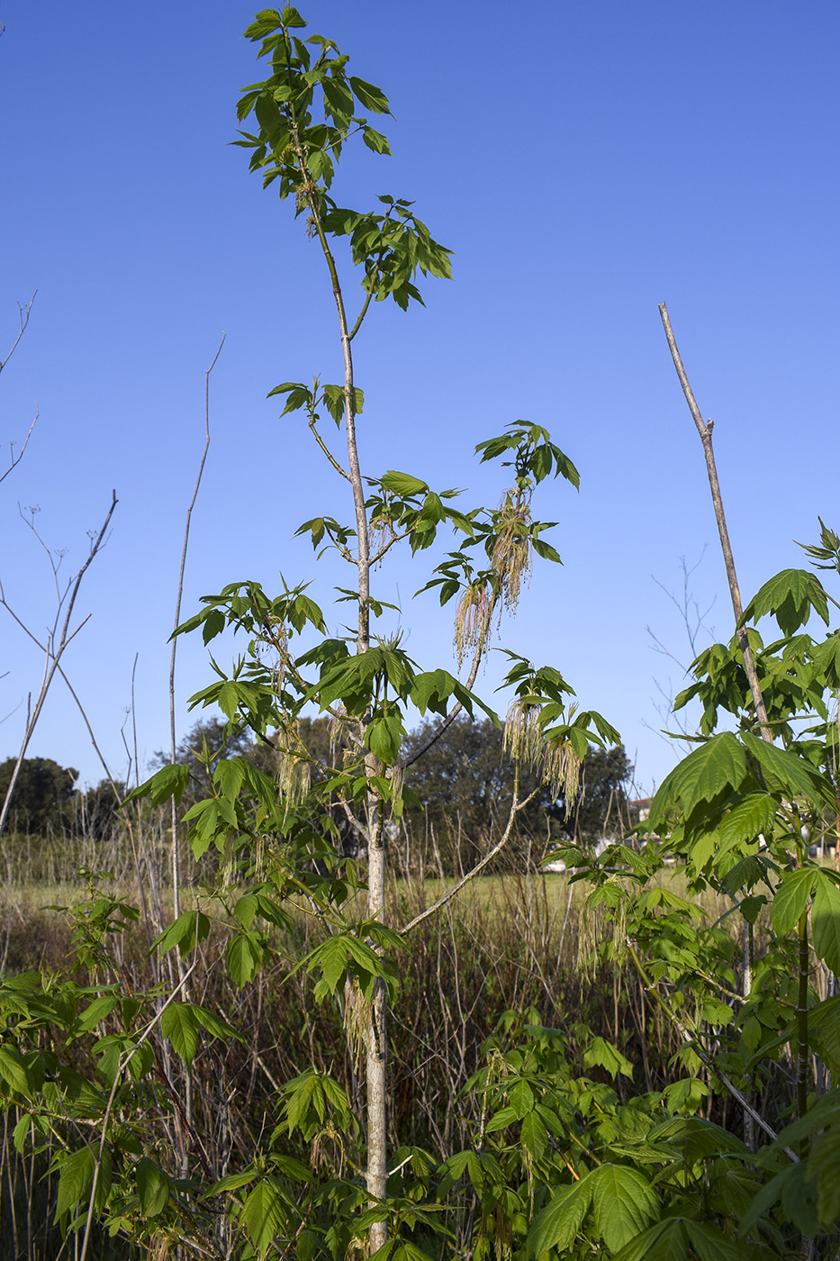 Image of Acer negundo specimen.