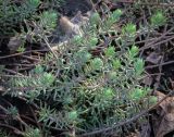 Sedum reflexum