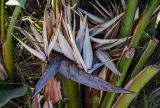 Strelitzia nicolai