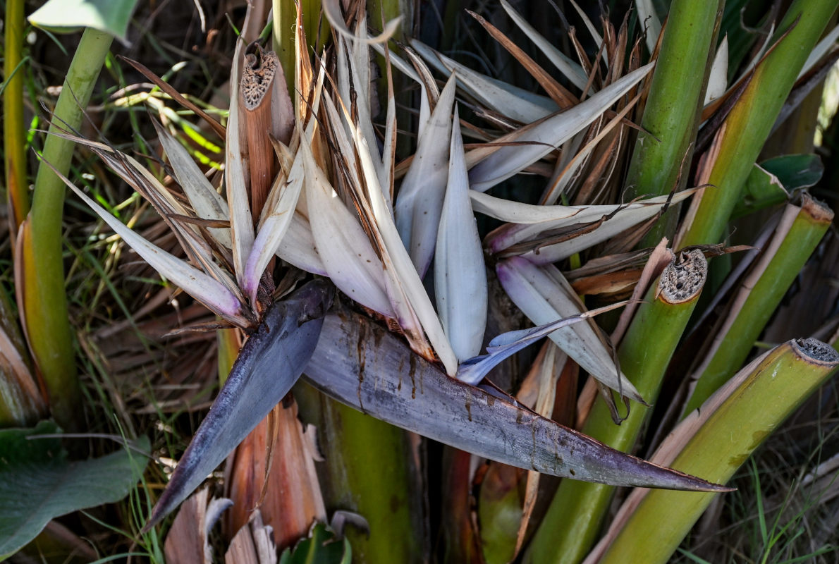 Изображение особи Strelitzia nicolai.