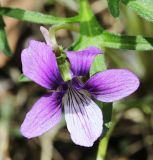 Viola dissecta