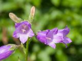 Campanula praealta