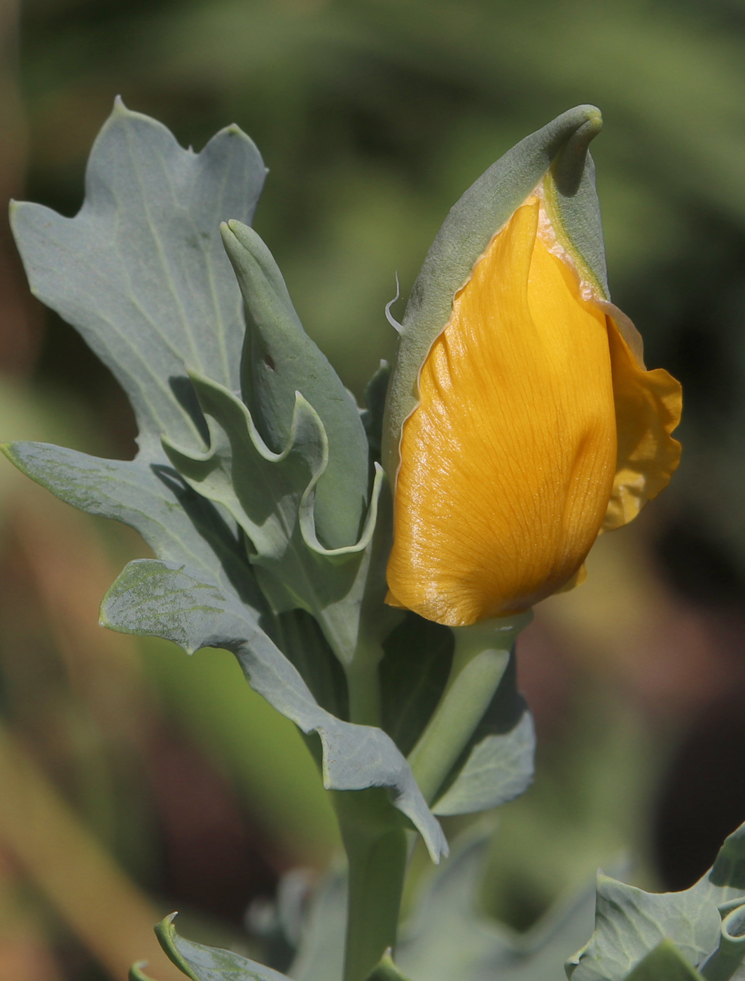 Изображение особи Glaucium flavum.