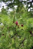 Larix sibirica. Ветвь с шишками. Псков. 20.06.2006.