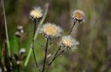 Carlina biebersteinii