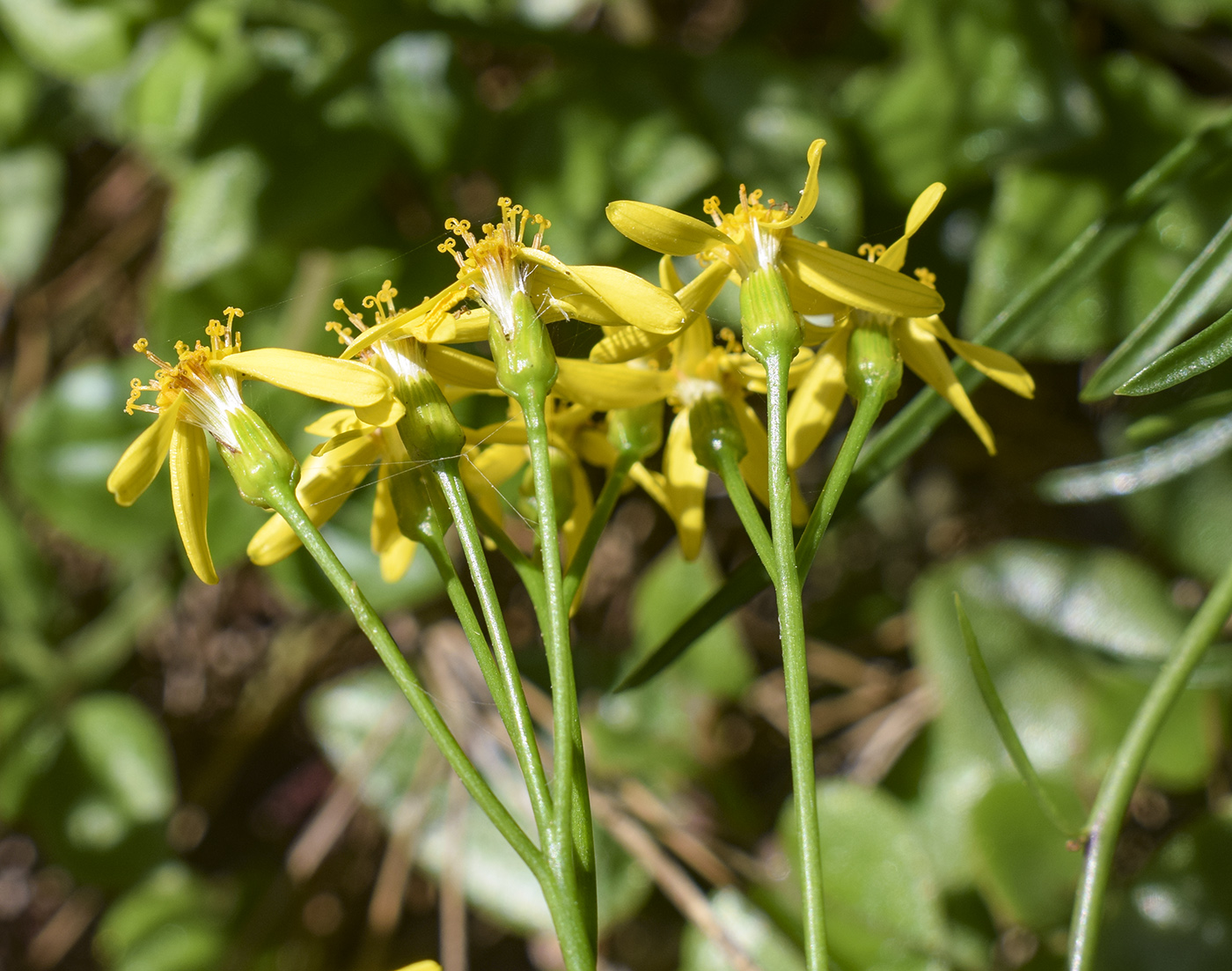 Image of Senecio pseudolongifolius specimen.