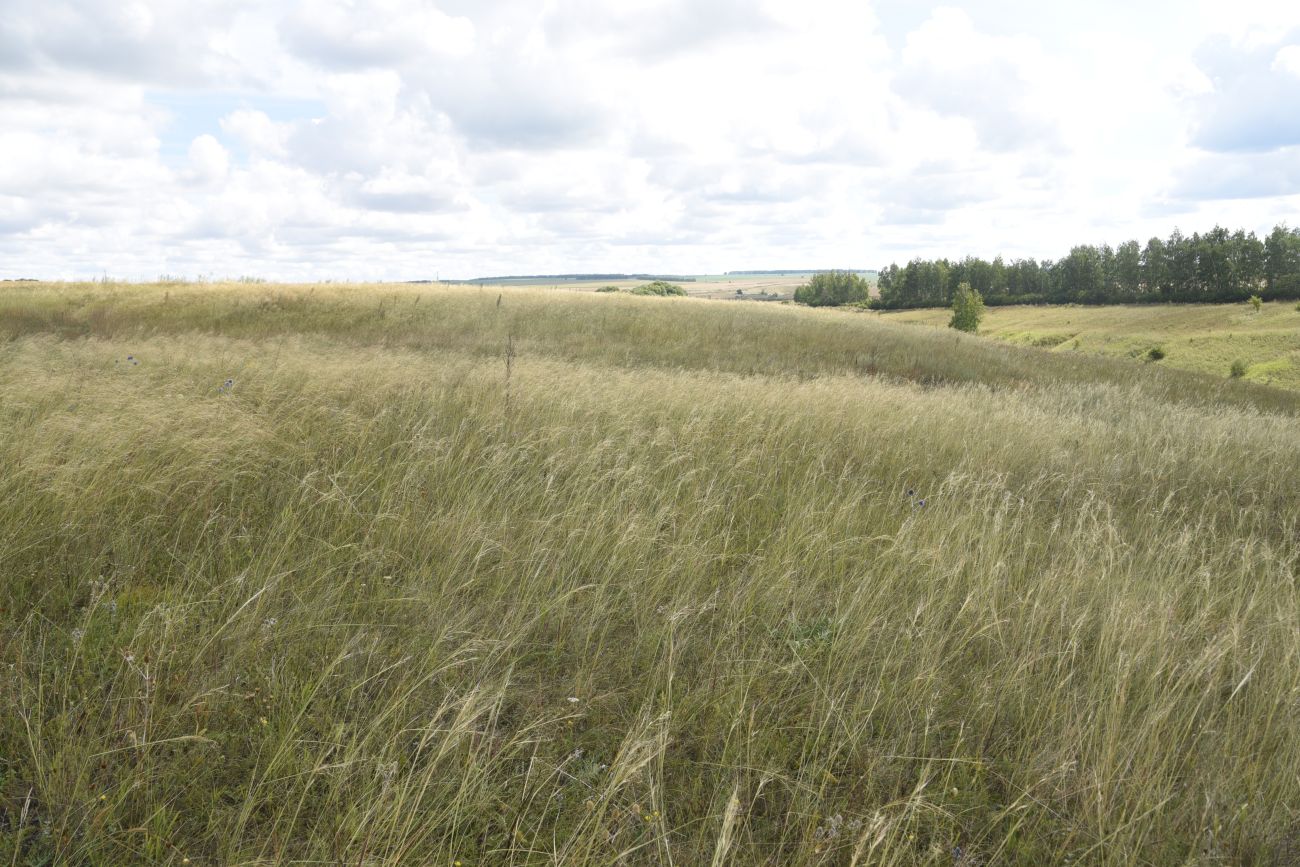 Image of Stipa capillata specimen.