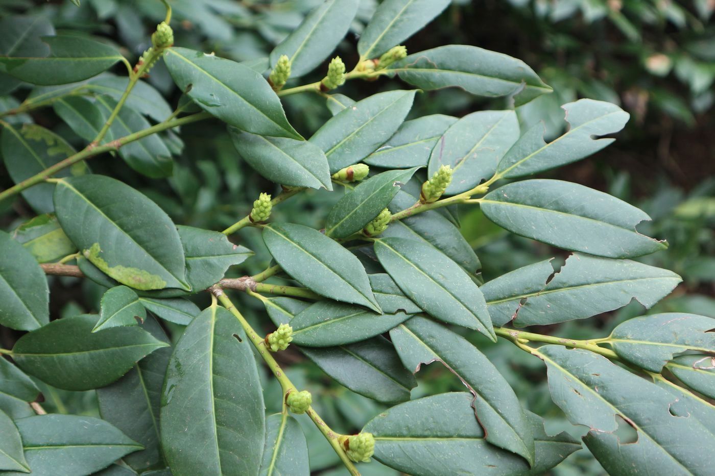 Image of Lauro-cerasus officinalis specimen.