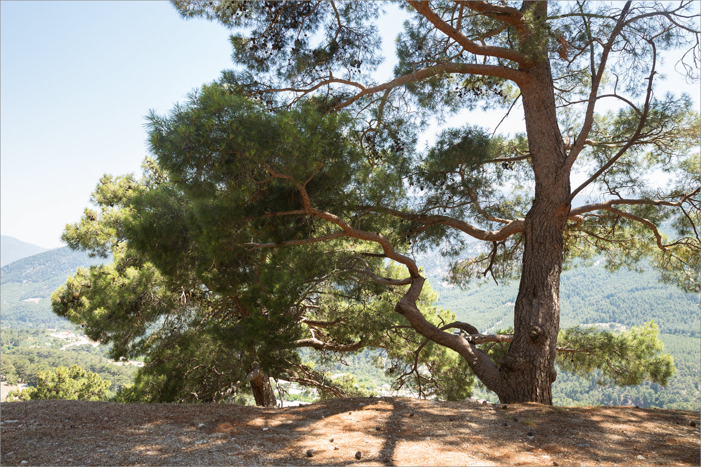 Image of Pinus brutia specimen.