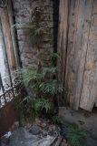 Pteris multifida. Растения в сообществе с Asplenium (внизу) на кирпичной стене. Грузия, г. Тбилиси, Старый Тбилиси, заброшенный двор. 4 февраля 2025 г.