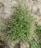 Arenaria serpyllifolia