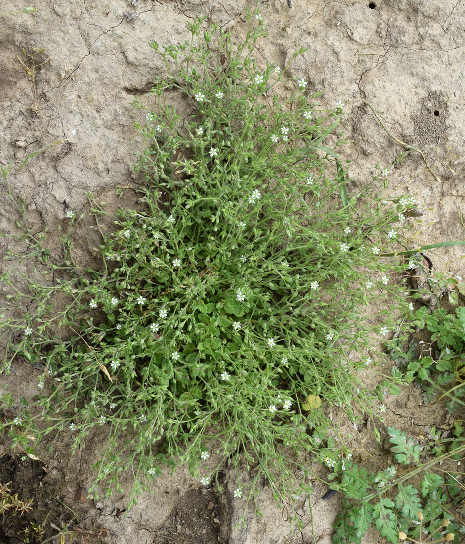 Изображение особи Arenaria serpyllifolia.