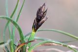 Carex pachystylis
