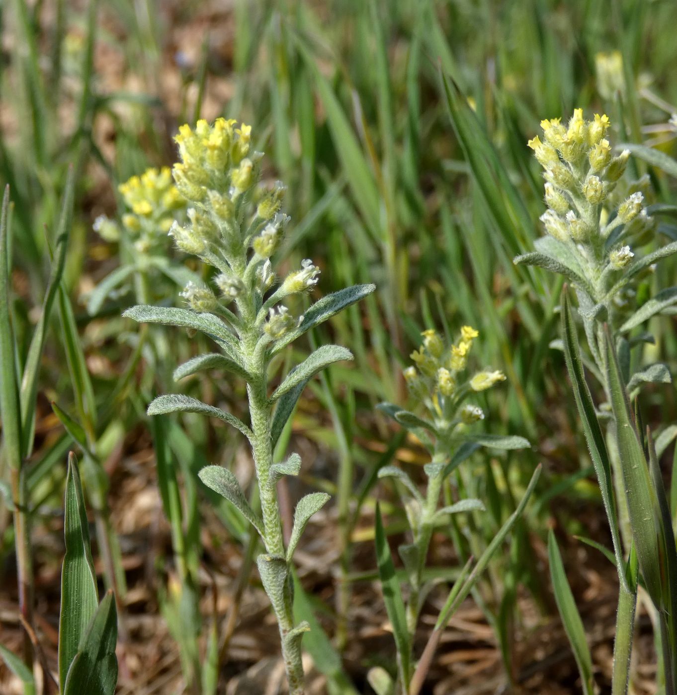 Изображение особи Alyssum turkestanicum var. desertorum.