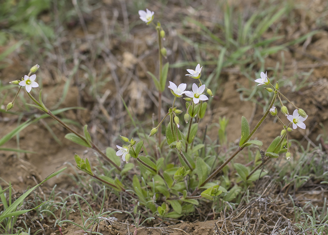 Image of Holosteum glutinosum specimen.