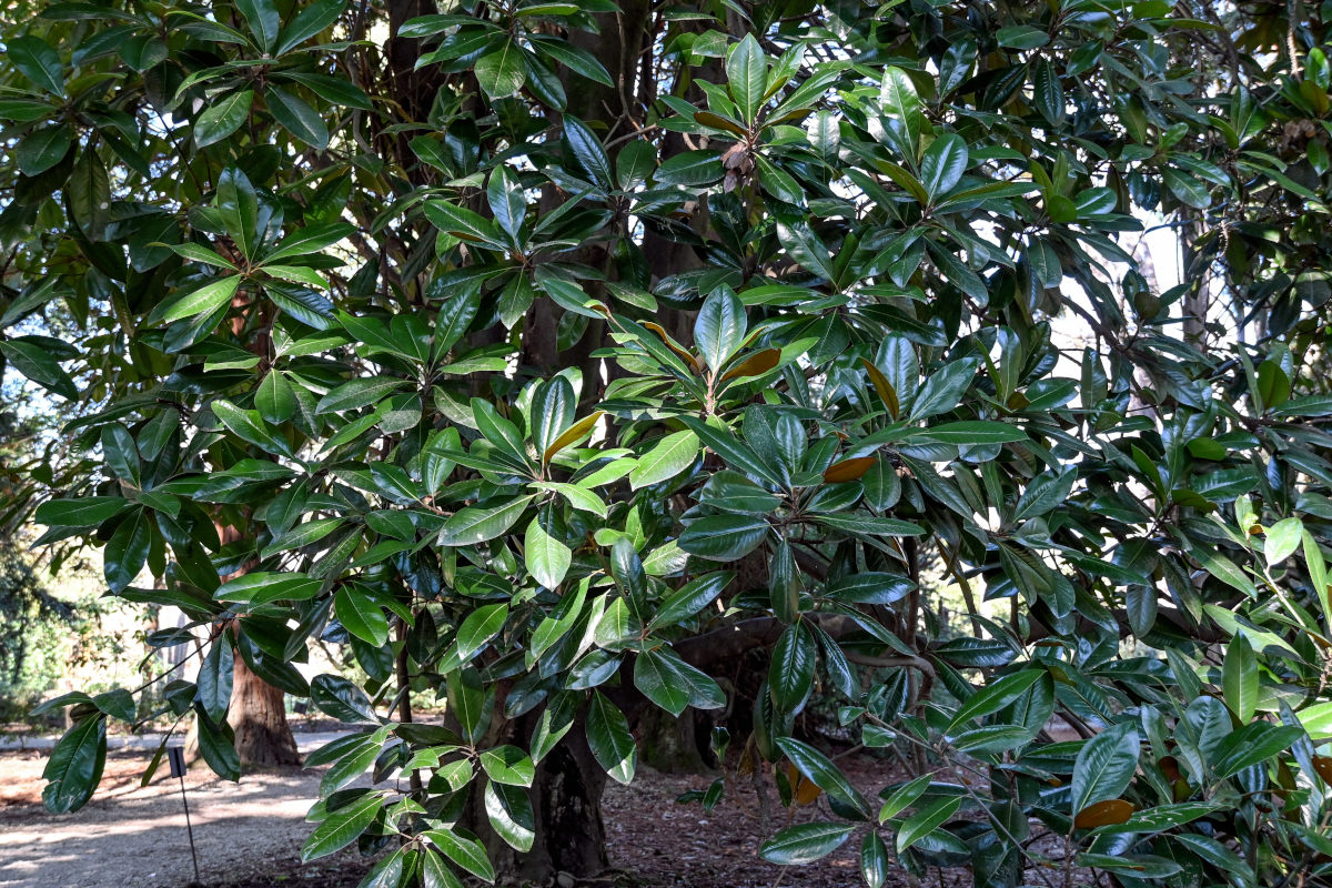 Image of Magnolia grandiflora specimen.