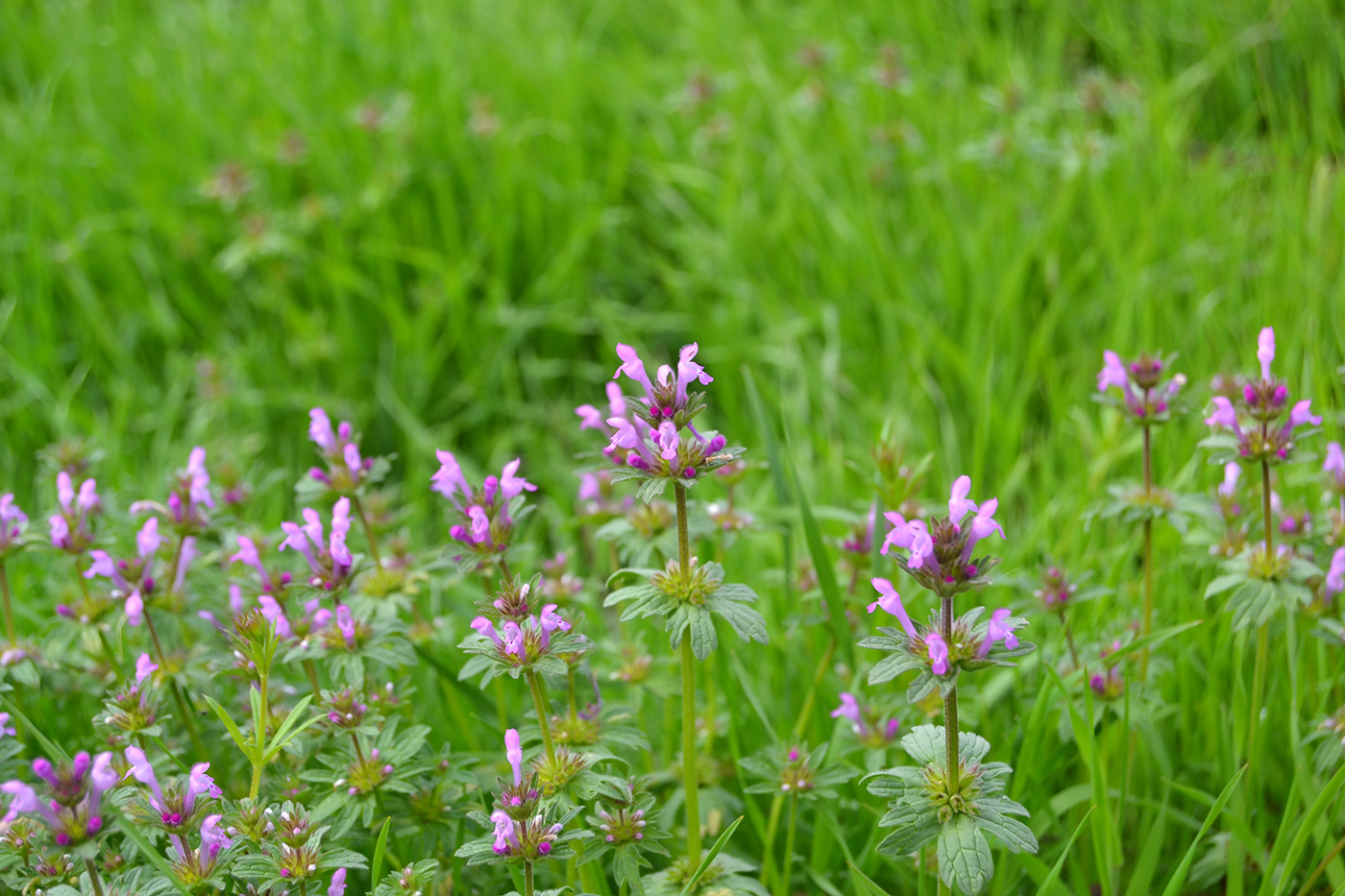 Image of Lamium amplexicaule var. orientale specimen.