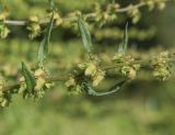 Rumex pulcher. Часть веточки с незрелыми соплодиями. Испания, Каталония, пров. Жирона, комарка Баш Эмпорда, муниципалитет Калонже, лужайка между дубово-сосновым (Quercus ilex, Pinus halepensis) лесом и дорогой. 17.05.2025.