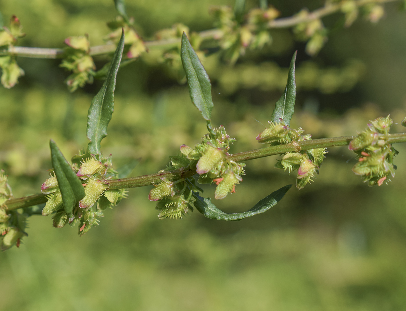 Image of Rumex pulcher specimen.