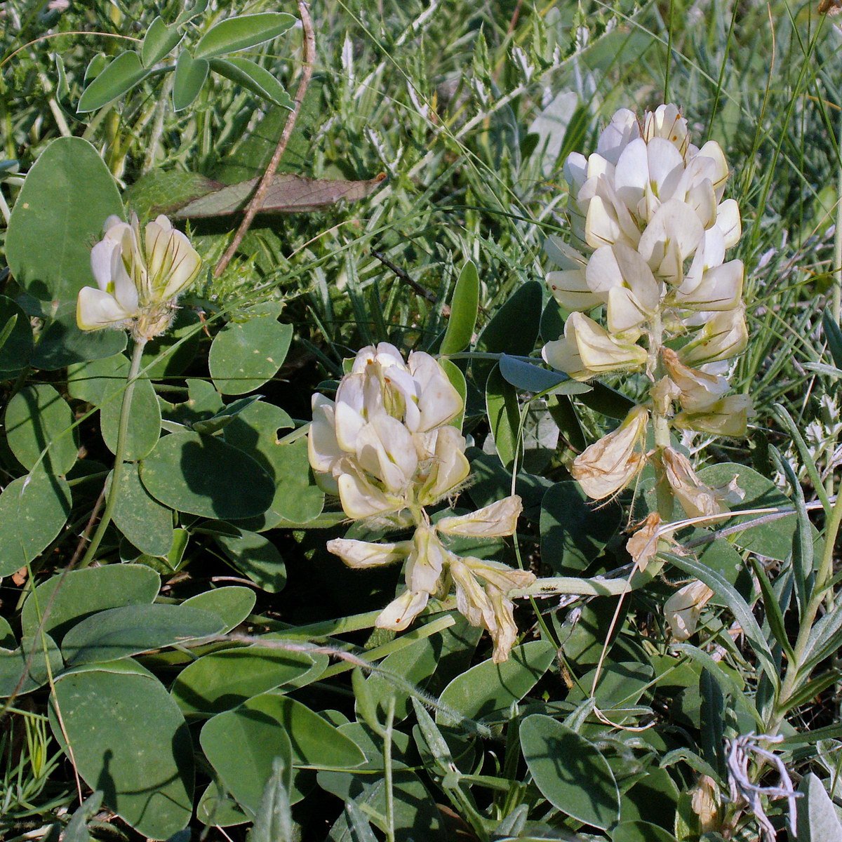 Изображение особи Hedysarum grandiflorum.