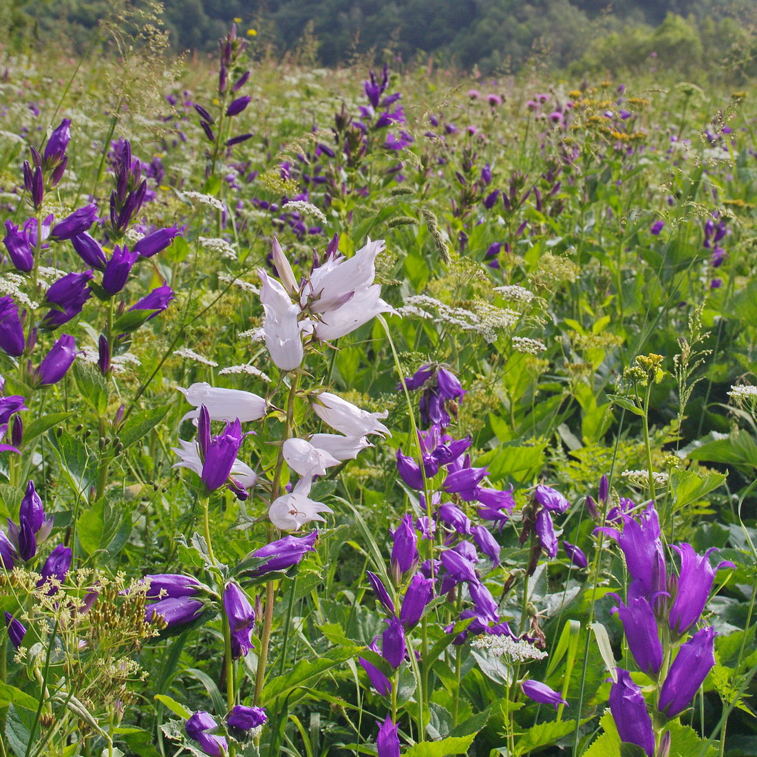 Image of Campanula latifolia specimen.