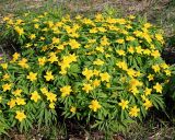 Anemone ranunculoides. Заросль цветущих растений. Ульяновская обл., Мелекесский р-н, окр. пос. Ерыклинск, возвышенный берег р. Ерыкла, опушка широколиственного леса. 20.04.2024.